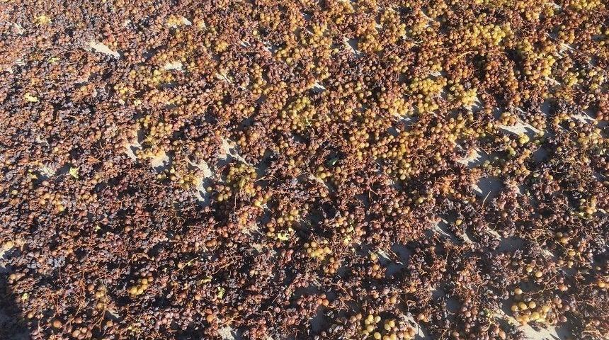 Midyat&rsquo; Ta &Uuml;z&uuml;m Budama Sezonu Başladı