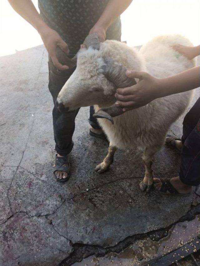 Çanakkale’ye Kurbanlar Kesilerek Uğurlandılar