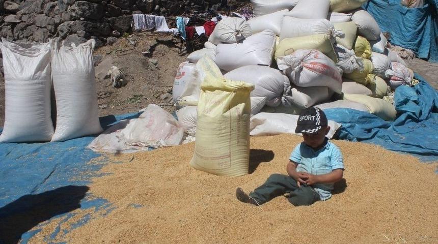 Ağrı&rsquo;da Arpa Ve Buğdaylar Torbalara Doldurularak Saklanıyor