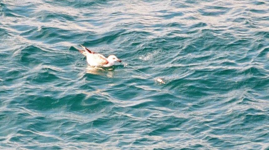 (&ouml;zel Haber) Oltasıyla Bu Kez Martı Yakaladı