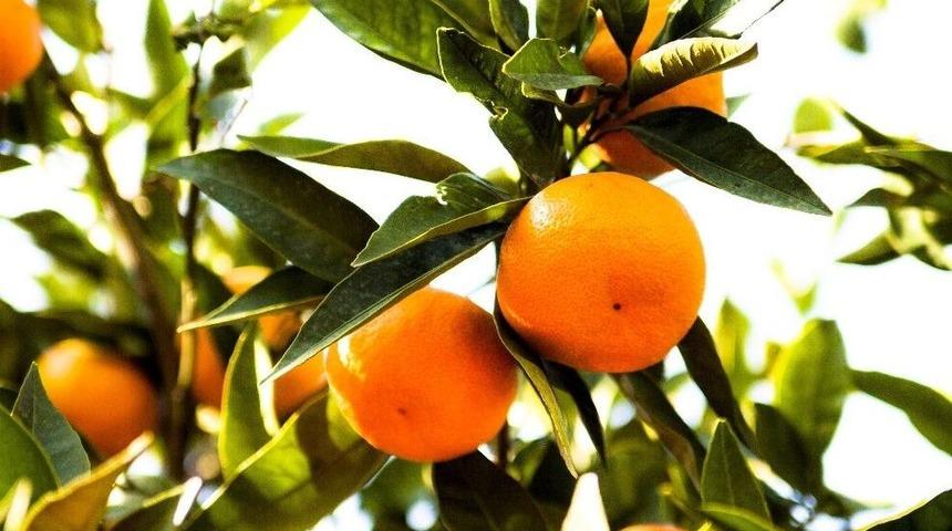 Satsuma Mandalina Bu Sezon 10 G&uuml;n Ge&ccedil; Olgunlaştı