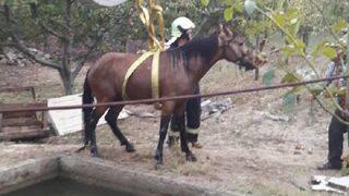 Havuza Düşen Atı, Itfaiye Kurtardı