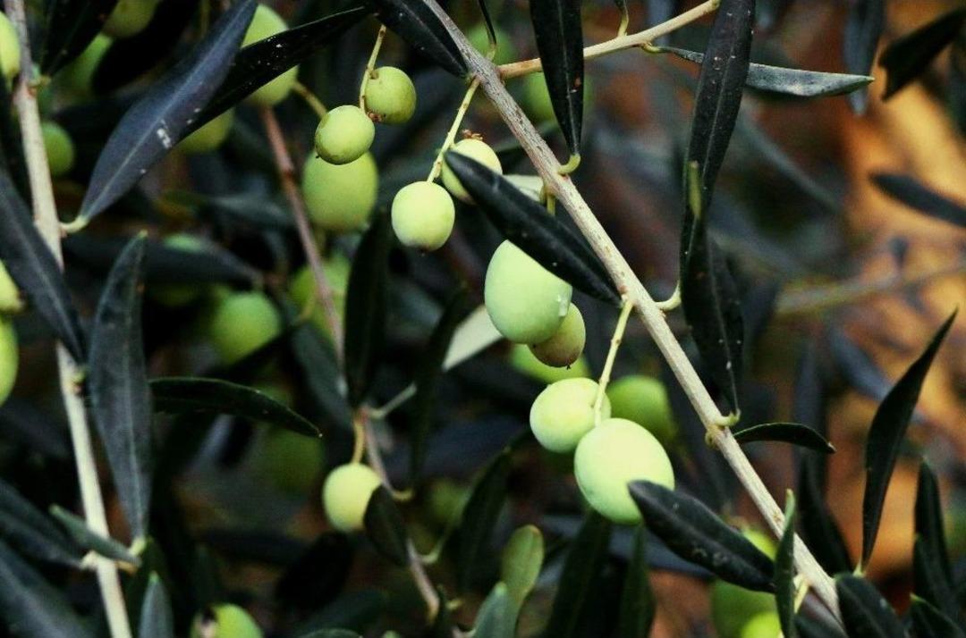 Edremit Ziraat Odası Meclis Başkanı Cahit &Ccedil;etin: