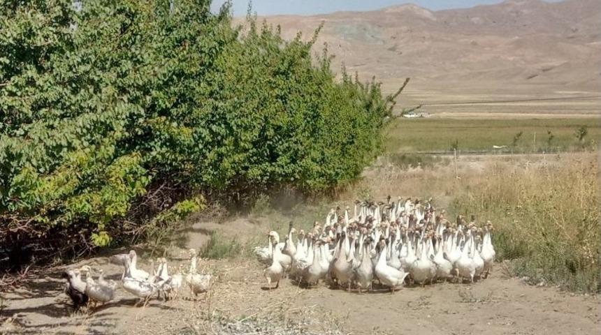 İki Kazla Başladı 400 Kaza Ulaştı