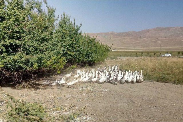 İki Kazla Başladı 400 Kaza Ulaştı