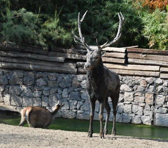 İzmir'deki Geyik Ailesinde Iktidar Savaşı