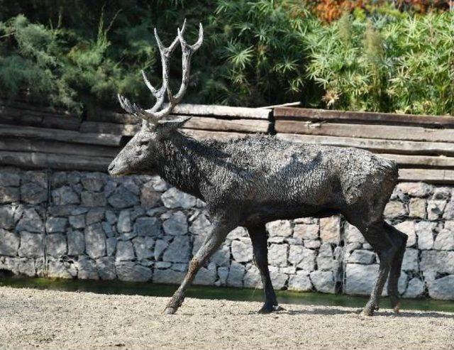 İzmir'deki Geyik Ailesinde Iktidar Savaşı