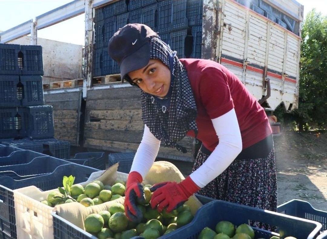 Tarımın Y&uuml;k&uuml;n&uuml; &Ccedil;eken Kadınlar &Ccedil;alışma Şartlarından Dertli