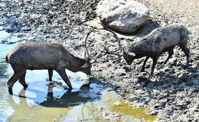 Geyiklerin Boynuz Düellosu 1