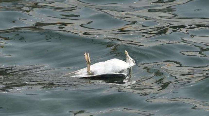 İtfaiye Eri, Yaralı Martıyı Kurtarmak I&ccedil;in Denize Atladı