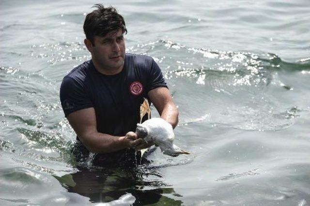 İtfaiye Eri, Yaralı Martıyı Kurtarmak I&ccedil;in Denize Atladı 1