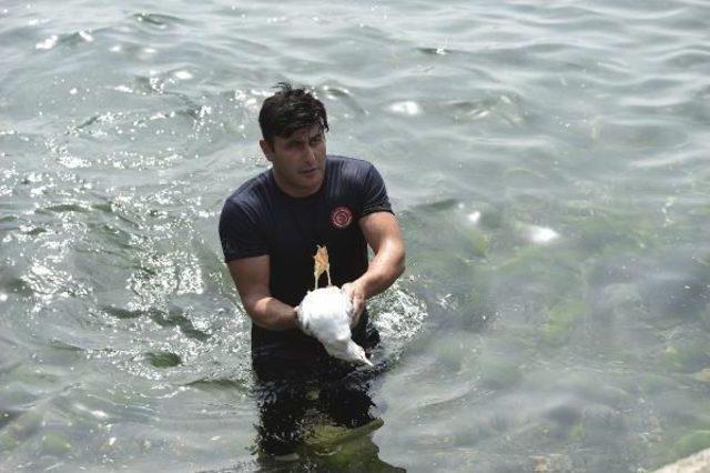 İtfaiye Eri, Yaralı Martıyı Kurtarmak I&ccedil;in Denize Atladı 2