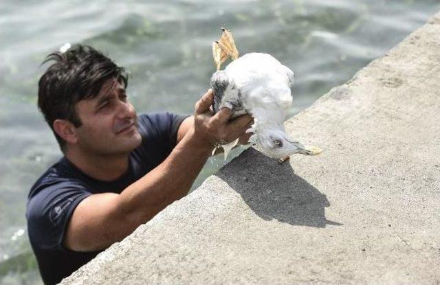 İtfaiye Eri, Yaralı Martıyı Kurtarmak I&ccedil;in Denize Atladı 3