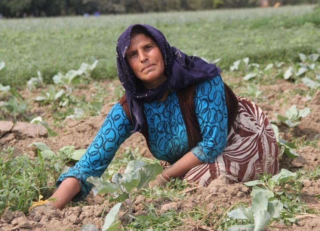 Oğluna Başlık Parası Biriktirmek İ&ccedil;in Tarlada &Ccedil;alışıyor