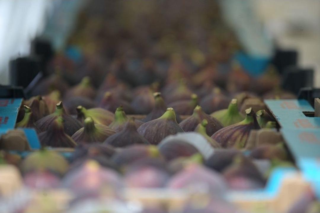 Bursa&rsquo;da Hem İncirler, Hem Pehlivanlar Yarıştı