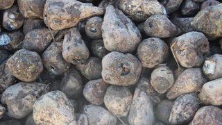 Kuraklık Pancar Üreticisini Vurdu.