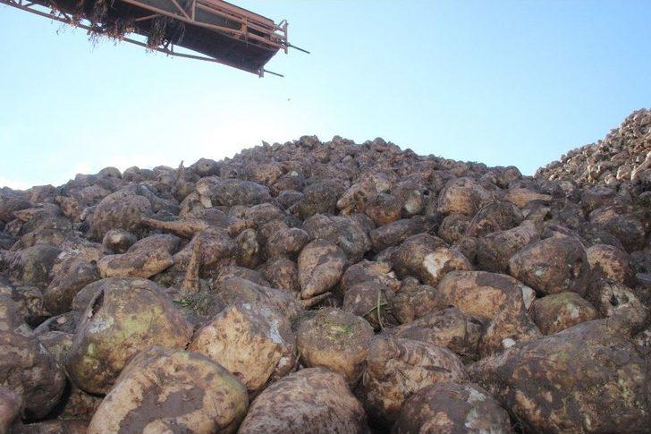 Kuraklık Pancar Üreticisini Vurdu. G1