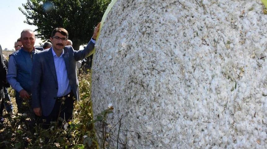 Şehzadeler&rsquo;de Pamuk Hasadına Başlandı