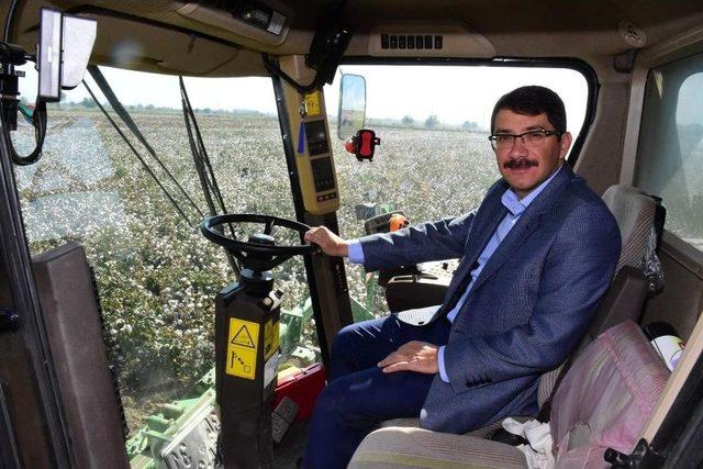 Şehzadeler&rsquo;de Pamuk Hasadına Başlandı 1