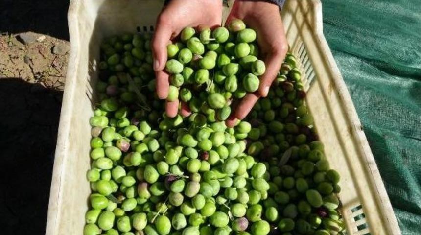 Zeytinyağında Sevindiren A&ccedil;ıklama