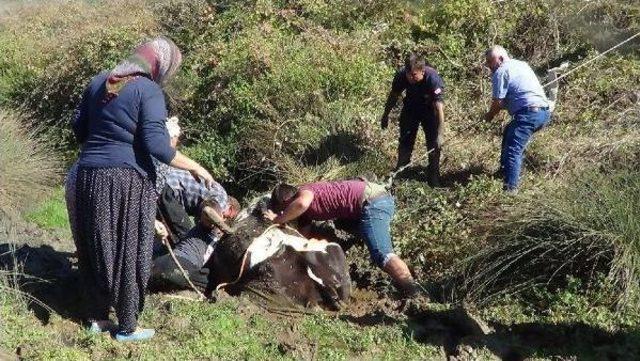 Bataklığa Saplanan Inek, 4 Saatte Kurtarıldı 3