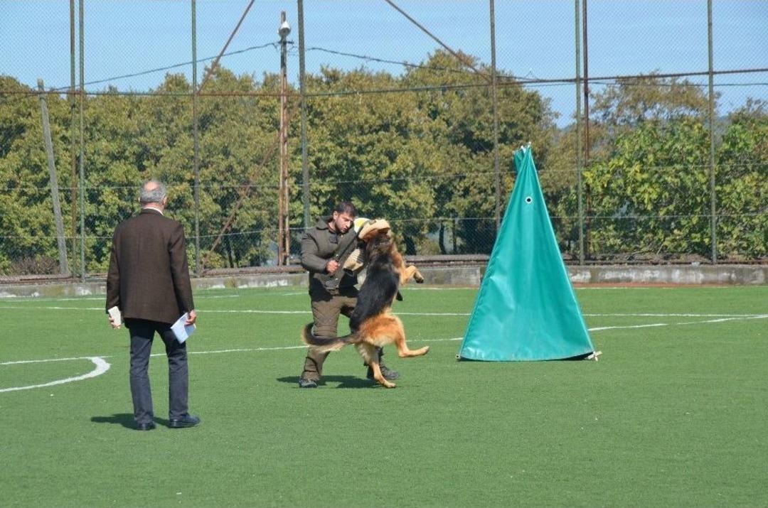 Alman &Ccedil;oban K&ouml;pekleri Sokak Hayvanları İ&ccedil;in Yarıştı