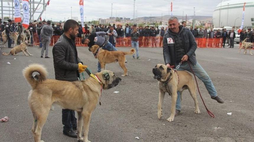 Sivas&rsquo;ta &Ccedil;oban K&ouml;pekleri G&uuml;zellik Yarışması