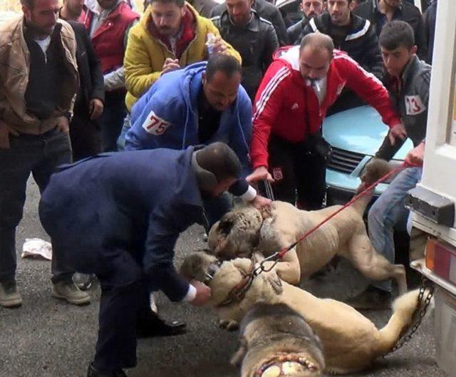 Sivas’ta Çoban Köpekleri Güzellik Yarışması 1