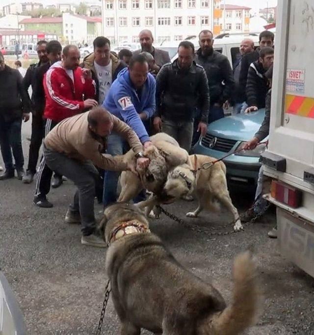 Sivas’ta Çoban Köpekleri Güzellik Yarışması 2