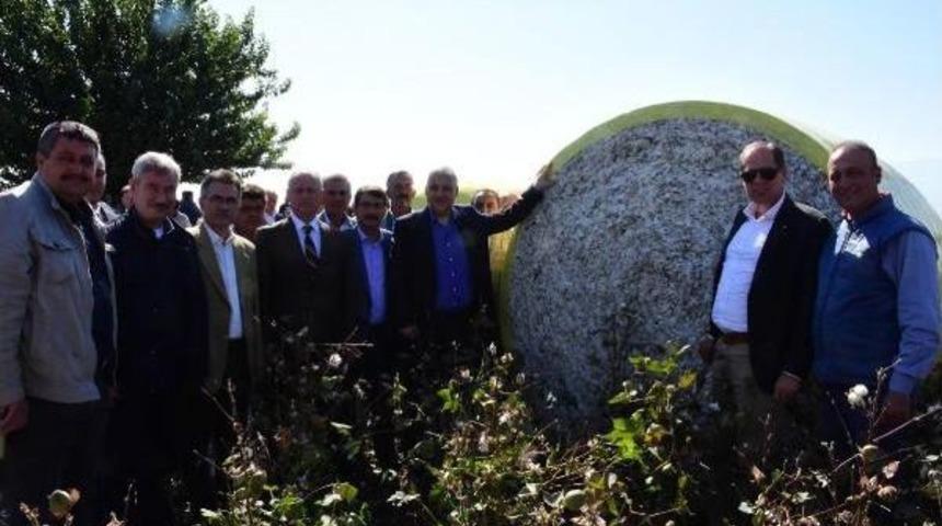 Manisa'da Pamuk Ekim Alanları 4 Katına &Ccedil;ıktı