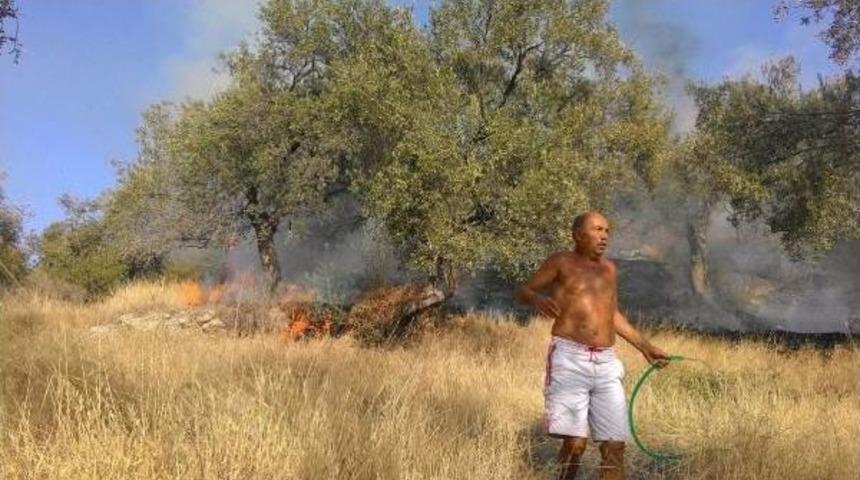 İzmir'deki Yangında 30 D&ouml;n&uuml;ml&uuml;k Zeytinlik Alan K&uuml;l Oldu