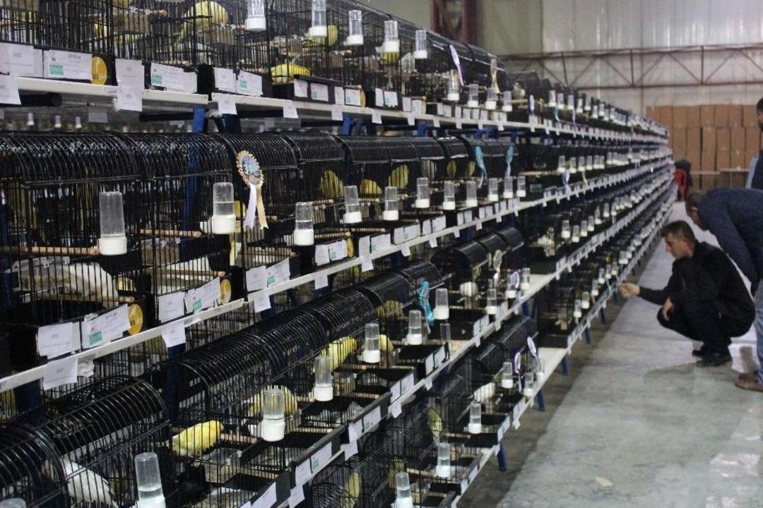 Kocaeli&rsquo;de 5 Bin Kanarya Yarıştı