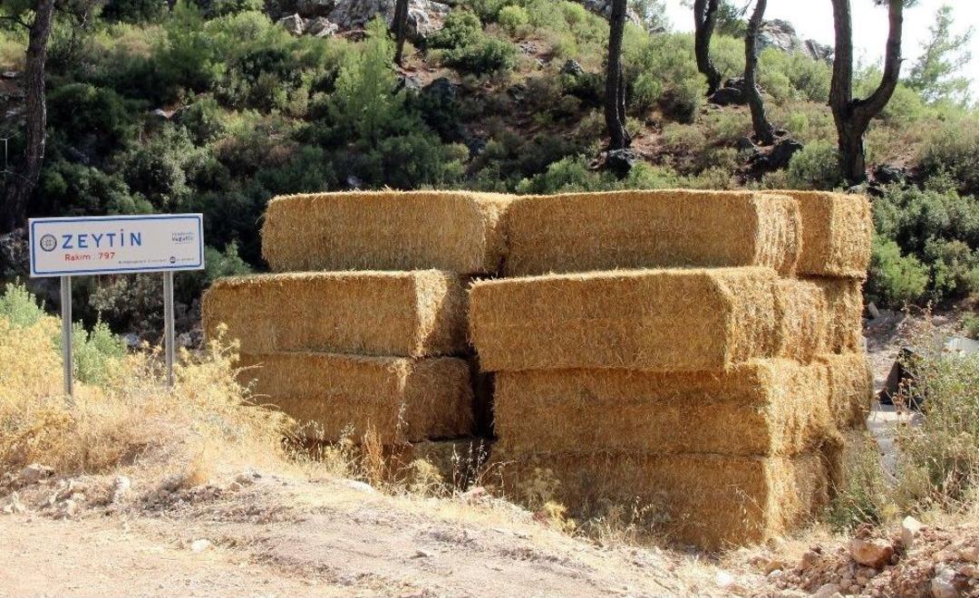 Fatih Belediyesi&rsquo;nden 51 Evin K&uuml;l Olduğu Zeytink&ouml;y&rsquo;e Saman Desteği