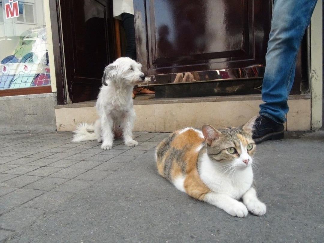 Taksim&rsquo;de Kedi Ve K&ouml;peğin Dostluğu G&ouml;renleri Şaşırttı