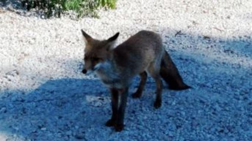 Gelibolu&rsquo;da İnsanlardan Ka&ccedil;mayan Tilki G&ouml;renleri Şaşırtıyor