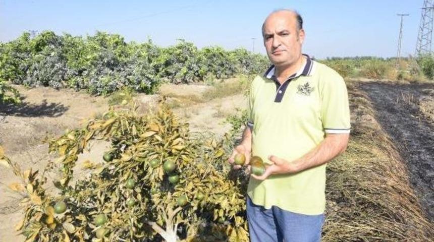 Anız Yangını Meyve Ağa&ccedil;larını Yaktı