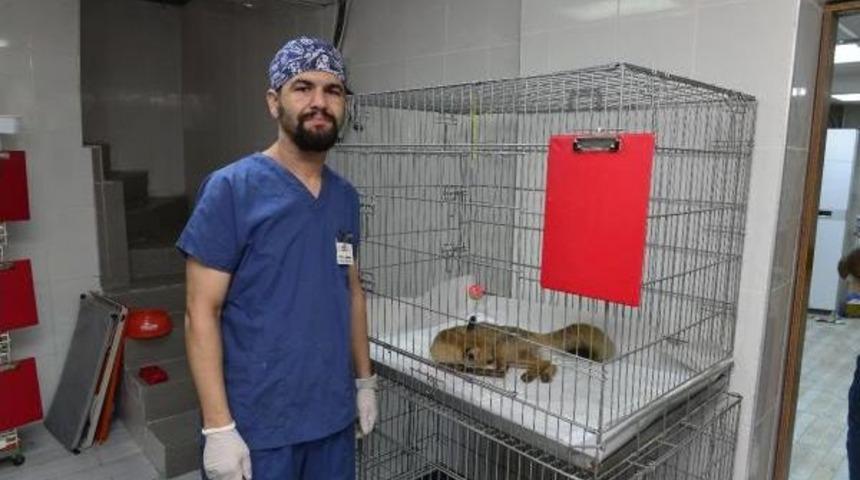 Otomobil &Ccedil;arpan Tilkiye Tedavi