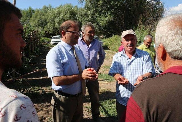 Erzincan Domates Üretiminde Söz Sahibi Olmaya Başladı