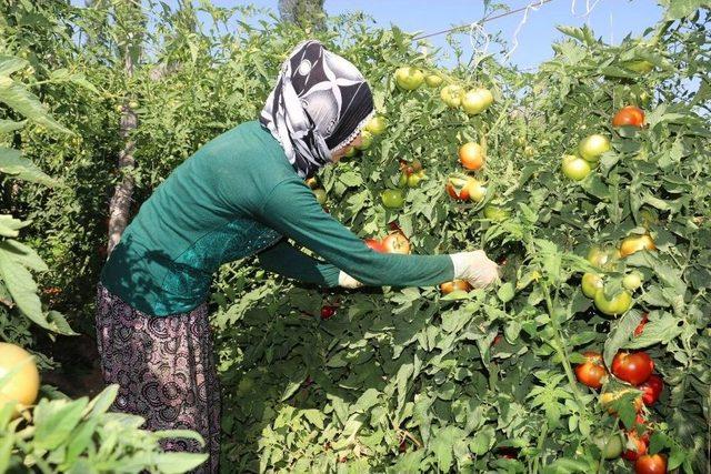 Erzincan Domates Üretiminde Söz Sahibi Olmaya Başladı