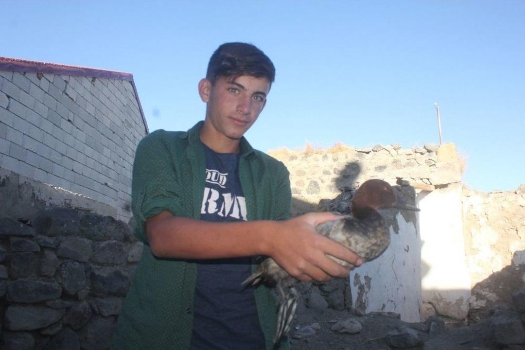 Ağrı&rsquo;da Kanadı Kırık &Ouml;rdeğe &Ccedil;ocuklar Sahip &Ccedil;ıktı