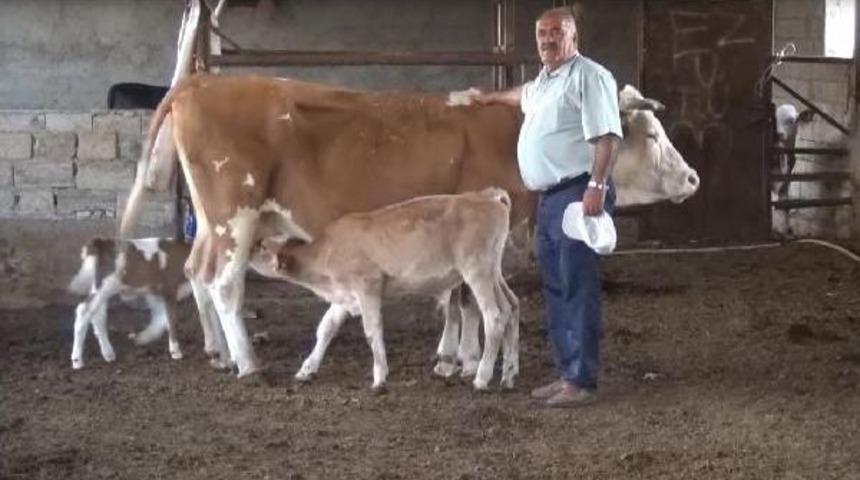 Almanya'ya Giden Midyatlı Ezidi Aile, 31 Yıl Sonra D&ouml;nd&uuml;ğ&uuml; Memleketinde &Ccedil;iftlik Kurdu