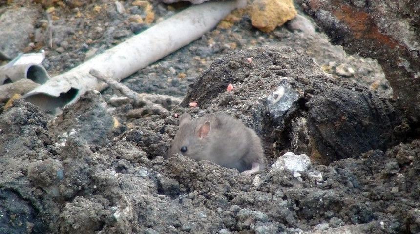 (&ouml;zel Haber) İstiklal Caddesi&rsquo;ni Fareler Bastı