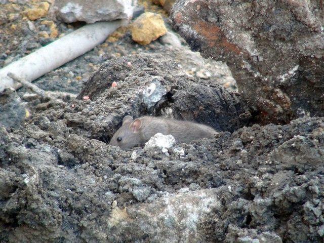 (&ouml;zel Haber) İstiklal Caddesi&rsquo;ni Fareler Bastı 3