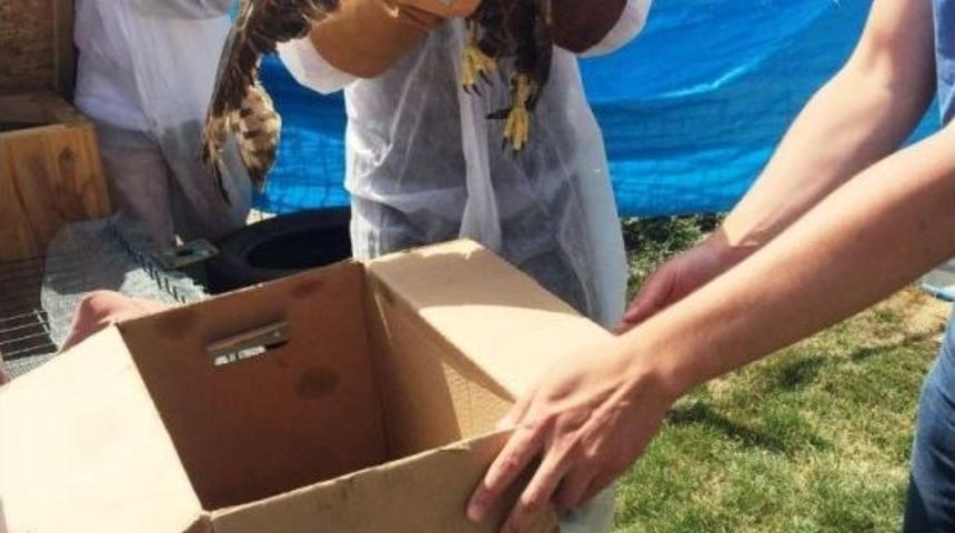 Bayburt Belediyesi&rsquo;nden Yaban Hayatına Şefkat Eli