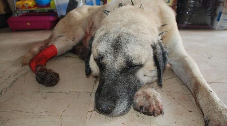 Baltalı Saldırıya Uğrayan Kangal K&ouml;peği Tedavi Altına Alındı
