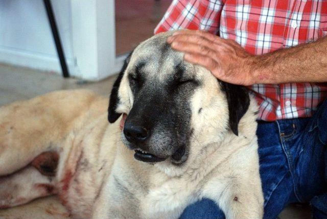 Baltalı Saldırıya Uğrayan Kangal Köpeği Tedavi Altına Alındı