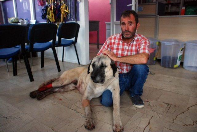 Baltalı Saldırıya Uğrayan Kangal Köpeği Tedavi Altına Alındı