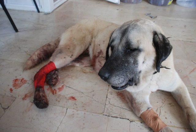 Baltalı Saldırıya Uğrayan Kangal Köpeği Tedavi Altına Alındı