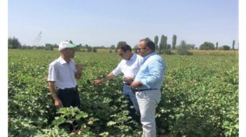 Iğdır&rsquo;da Pamuk &Uuml;retim Alanları İncelendi