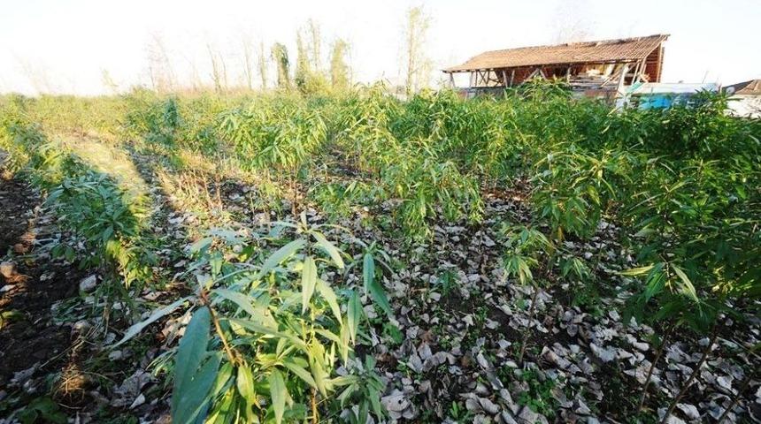 B&uuml;y&uuml;kşehir Destekliyor, Kivi Ve Şeftali &Uuml;retimi Artıyor